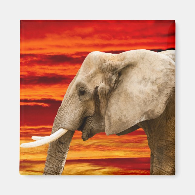 Eléphant africain - Aimant frigorifique (Devant)