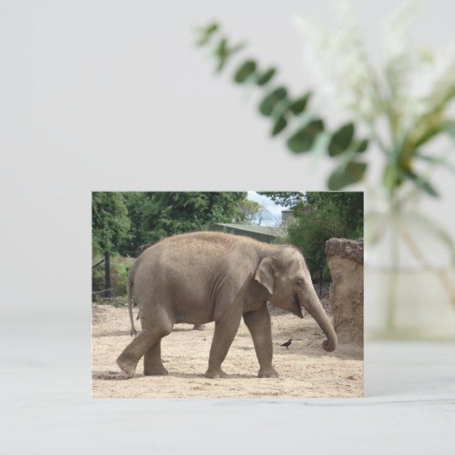 Eléphant Asiatique Marchant Sur Carte Postale De S (Debout devant)