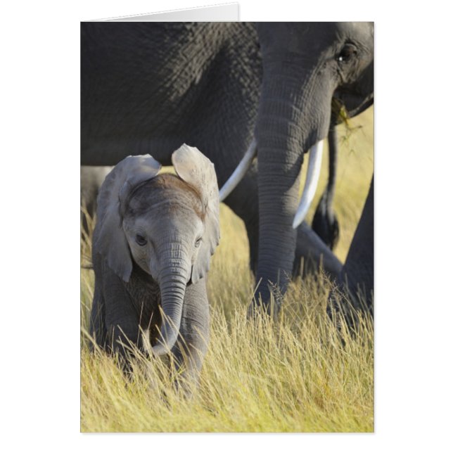 Eléphant bébé (Devant)