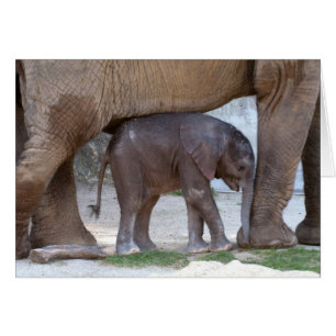Eléphant bébé