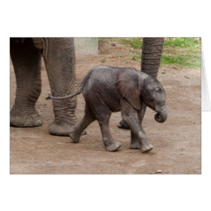 Eléphant bébé