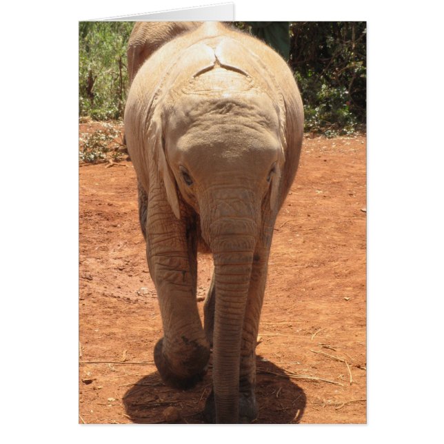 Eléphant bébé (Devant)