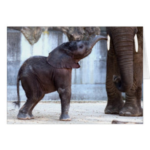 Eléphant bébé