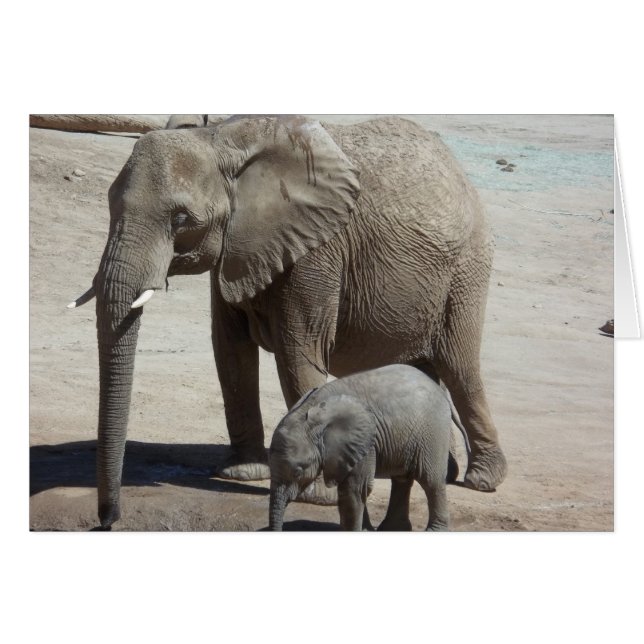 Eléphant bébé avec maman (Devant horizontal)