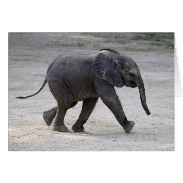 Eléphant bébé doux Kibali (Devant horizontal)