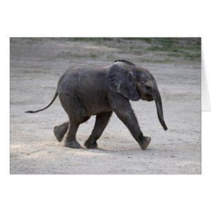 Eléphant bébé doux Kibali