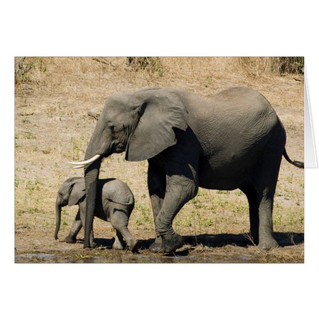Eléphant bébé et mère (Devant horizontal)
