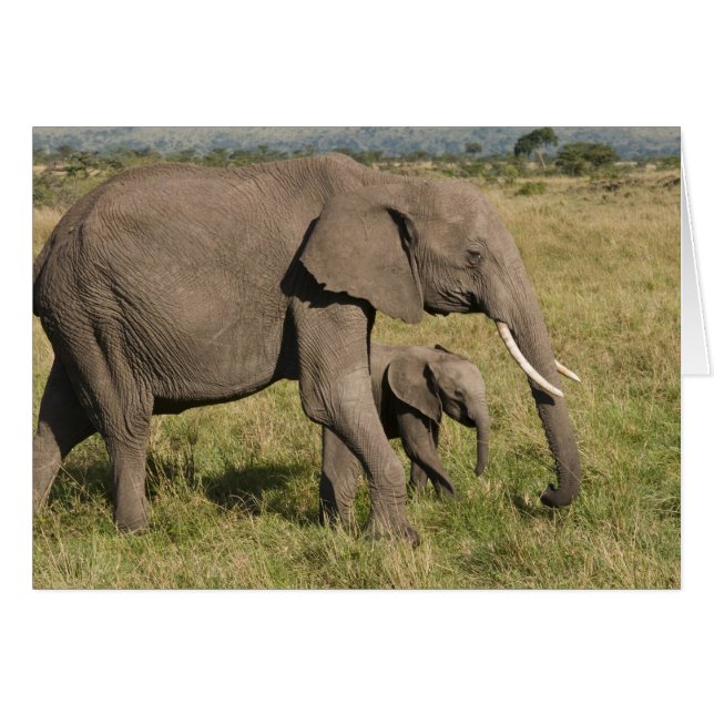 Éléphant d'Afrique et éléphanteau (Loxodonta afric (Devant horizontal)