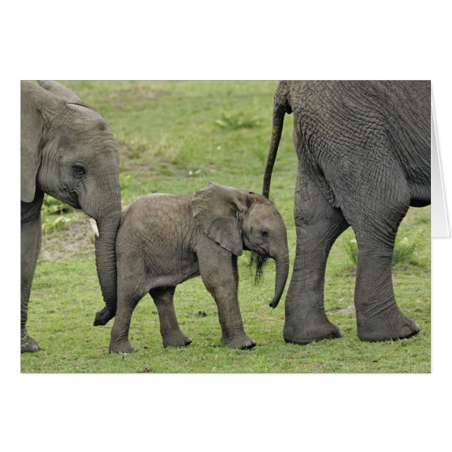 Éléphant d'Afrique femelle avec bébé (Devant horizontal)