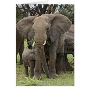 Éléphant d'Afrique   Troupeau