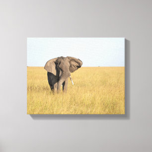Eléphant dans un cadre naturel toile enveloppée Im
