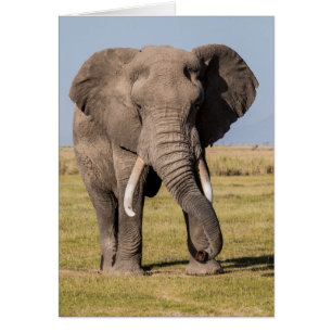 Éléphant dans une pose agressive
