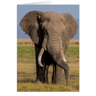 Éléphant en recherche