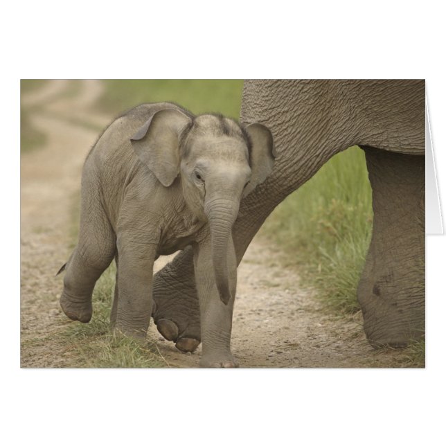 Éléphant indien / asiatique et jeune, Corbett 2 (Devant horizontal)