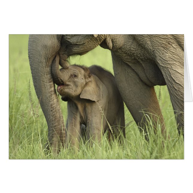 Éléphant indien / asiatique et son petit, Corbett  (Devant horizontal)