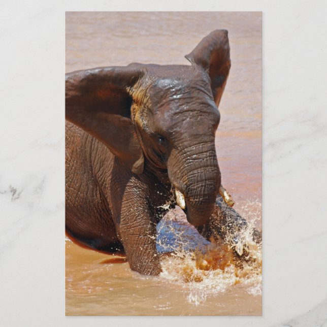 Eléphant jouant avec l'eau (Devant)