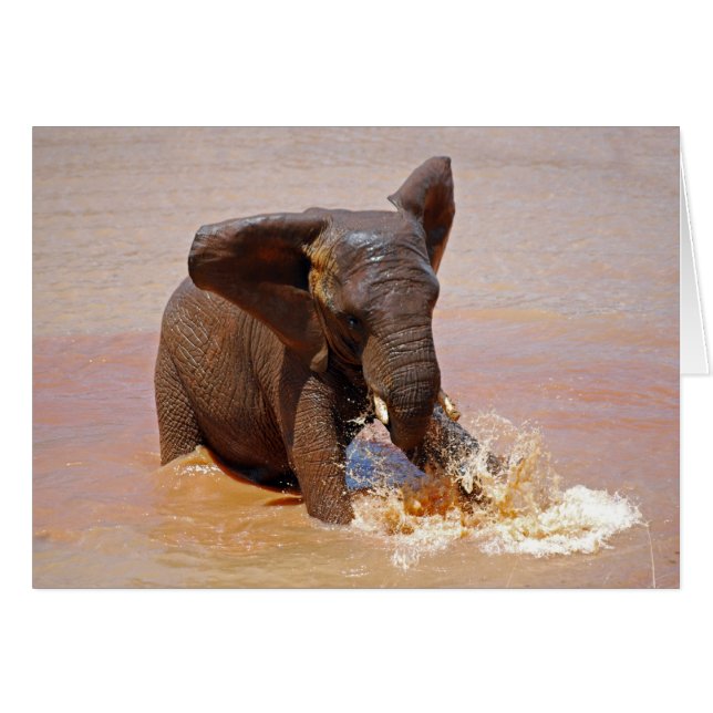 Eléphant jouant avec l'eau (Devant horizontal)