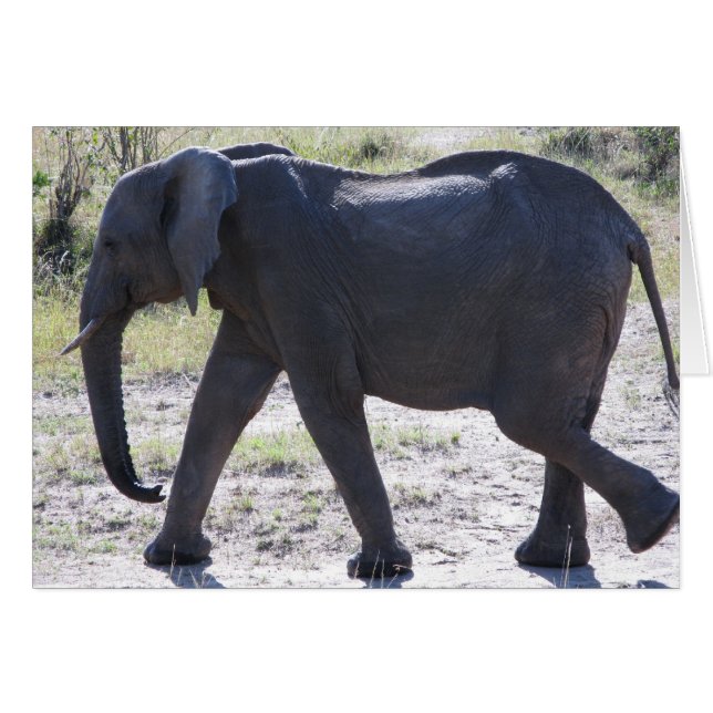 Eléphant juvénile (Devant horizontal)