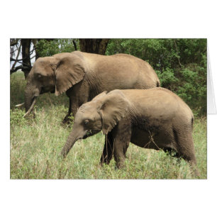Eléphant mère & veau