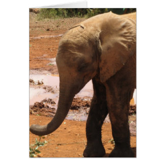 Eléphant Orphan Baby