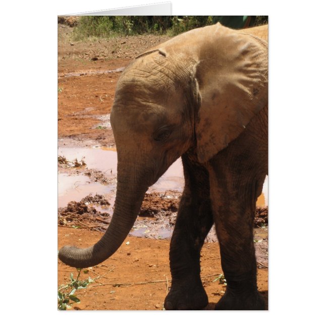 Eléphant Orphan Baby (Devant)