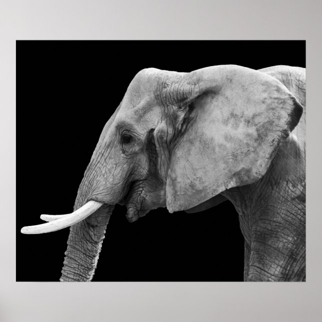 Elephant - Poster (Devant)