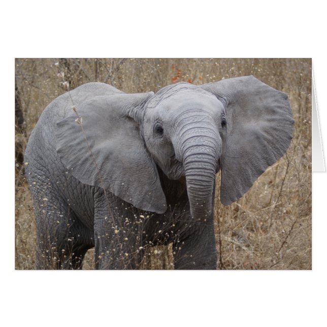 Eléphant pour bébé sud-africain (Devant horizontal)