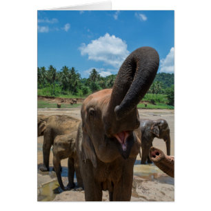 Éléphant Sri Lanka