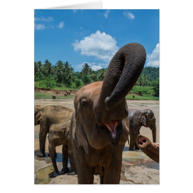 Éléphant Sri Lanka (Devant)