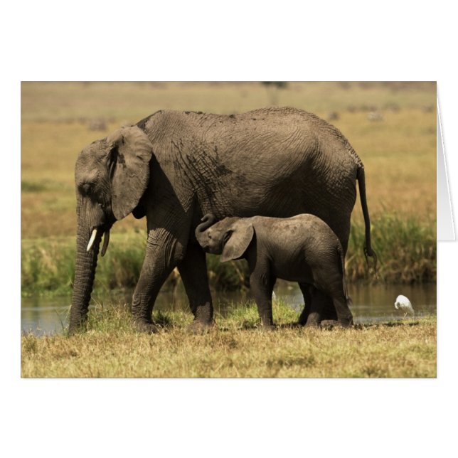 Eléphants africains (Devant horizontal)