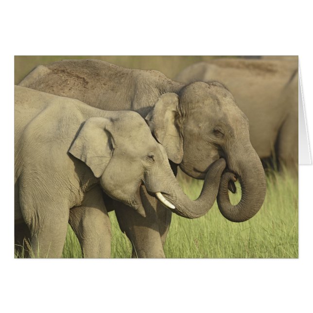 Éléphants asiatiques indiens (Devant horizontal)