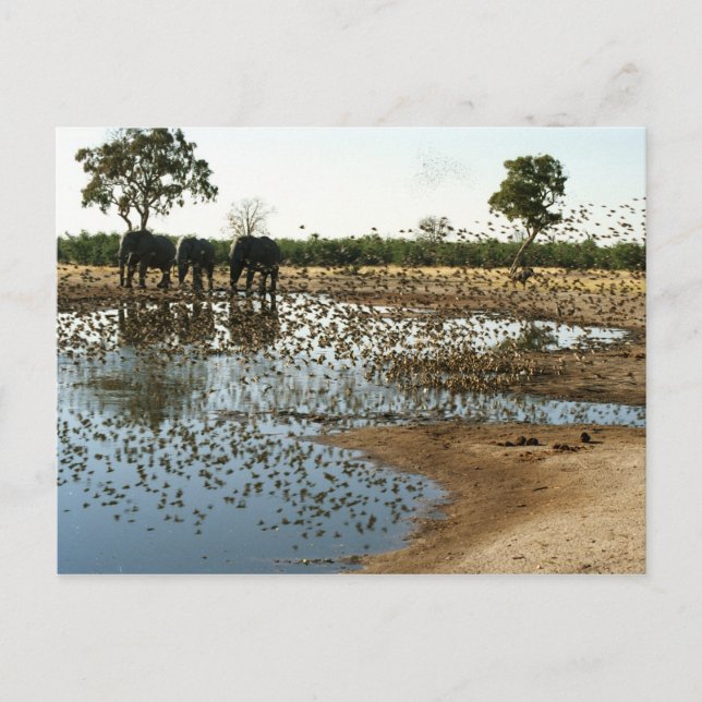 Eléphants et oiseaux 2 carte postale (Devant)