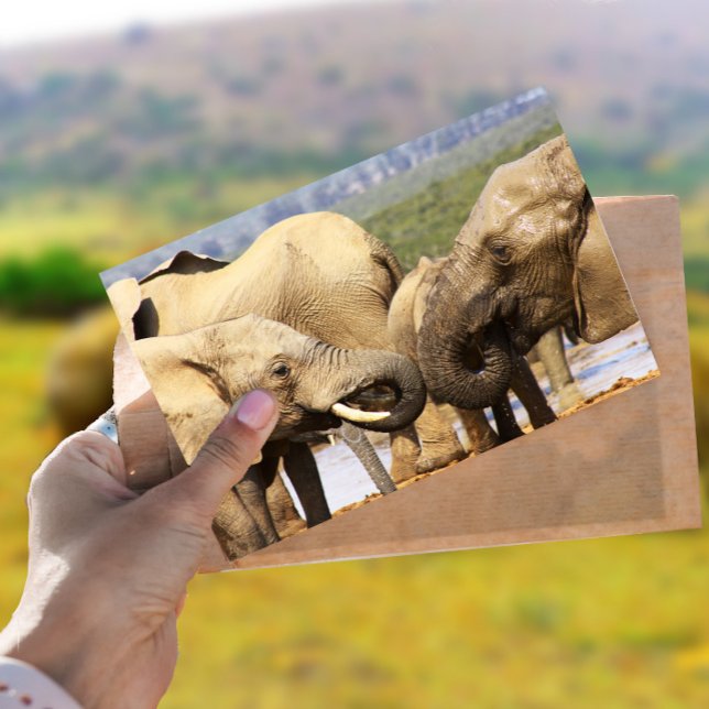 Eléphants face à face Carte postale (Créateur téléchargé)