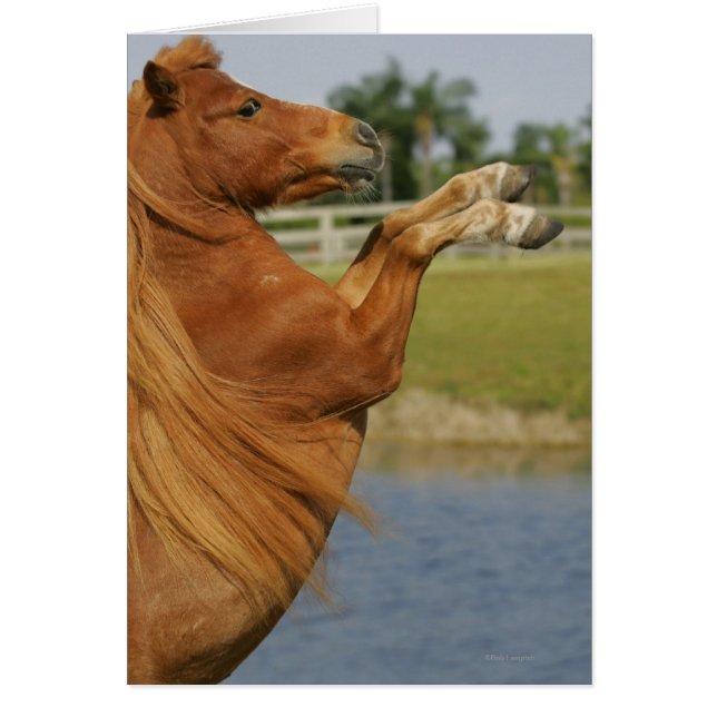 Élevage de chevaux miniatures (Devant)