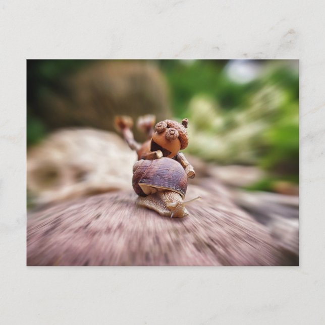 Elfe d'Acorn sur la carte postale de l'escargot (Devant)