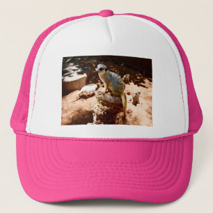 Eliza Queen Of The Meerkats, Casquette De Camions