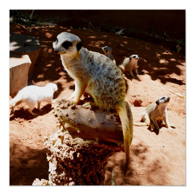 Eliza Reine Des Meerkats, Poster (Devant)