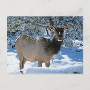 Elk dans la carte postale Neige