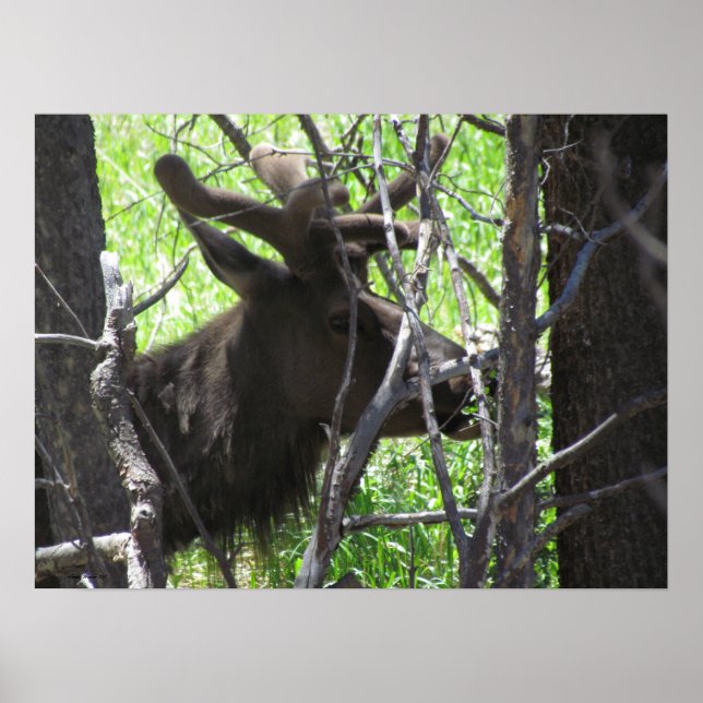 Elk in Estes Park Colorado Poster (Devant)