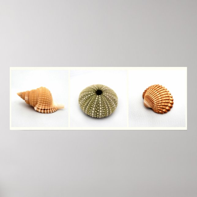 Elle Vend Des Coquillages Poster (Devant)