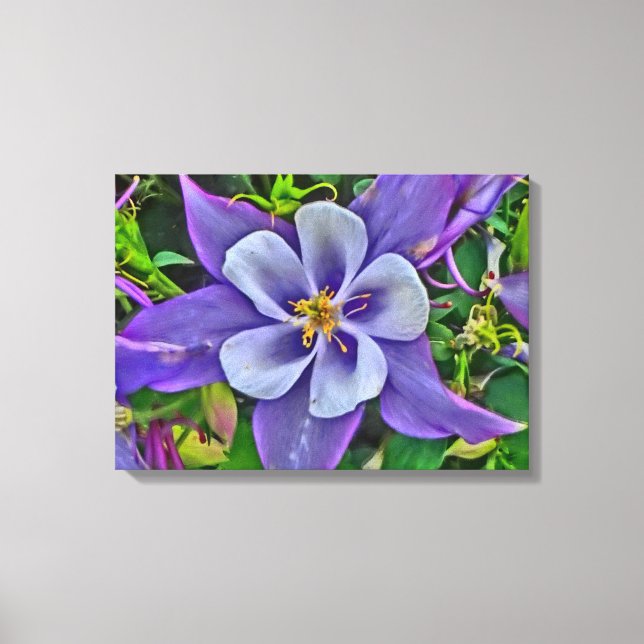 Emballage de toile de fleur de Columbine (Recto)
