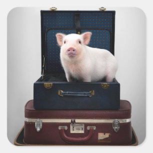 Emballage des stickers à puces