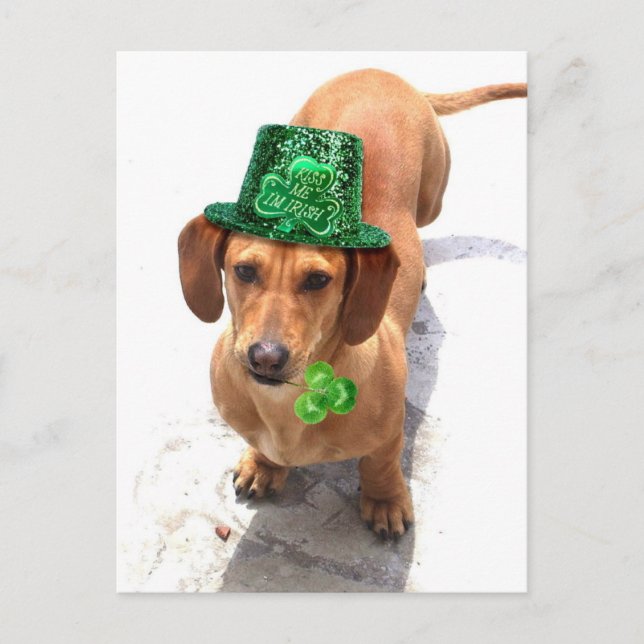 Embrasse-moi Je suis irlandais Dachshund carte pos (Devant)