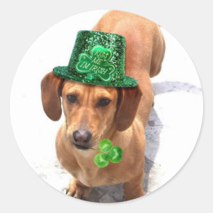 Embrasse-moi Je suis Irlandais Dachshund stickers