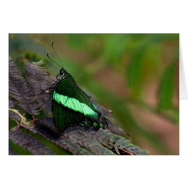 Emerald Swallowtail (Devant horizontal)