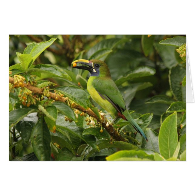Emerald Toucanet (Devant horizontal)