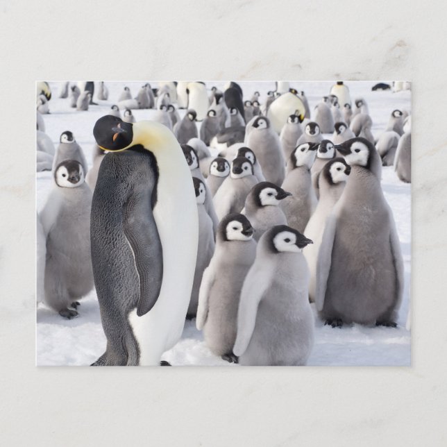 Empereur Penguin avec carte postale Chicks (Devant)