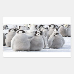 Empereur Penguin Chicks - autocollant