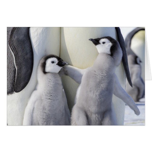Empereur Pingouin (Devant horizontal)