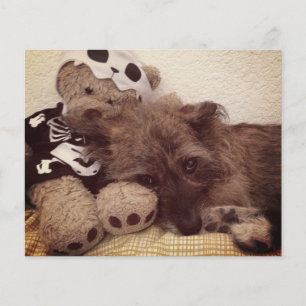 empreinte de patte sur votre coeur carte mémoire d